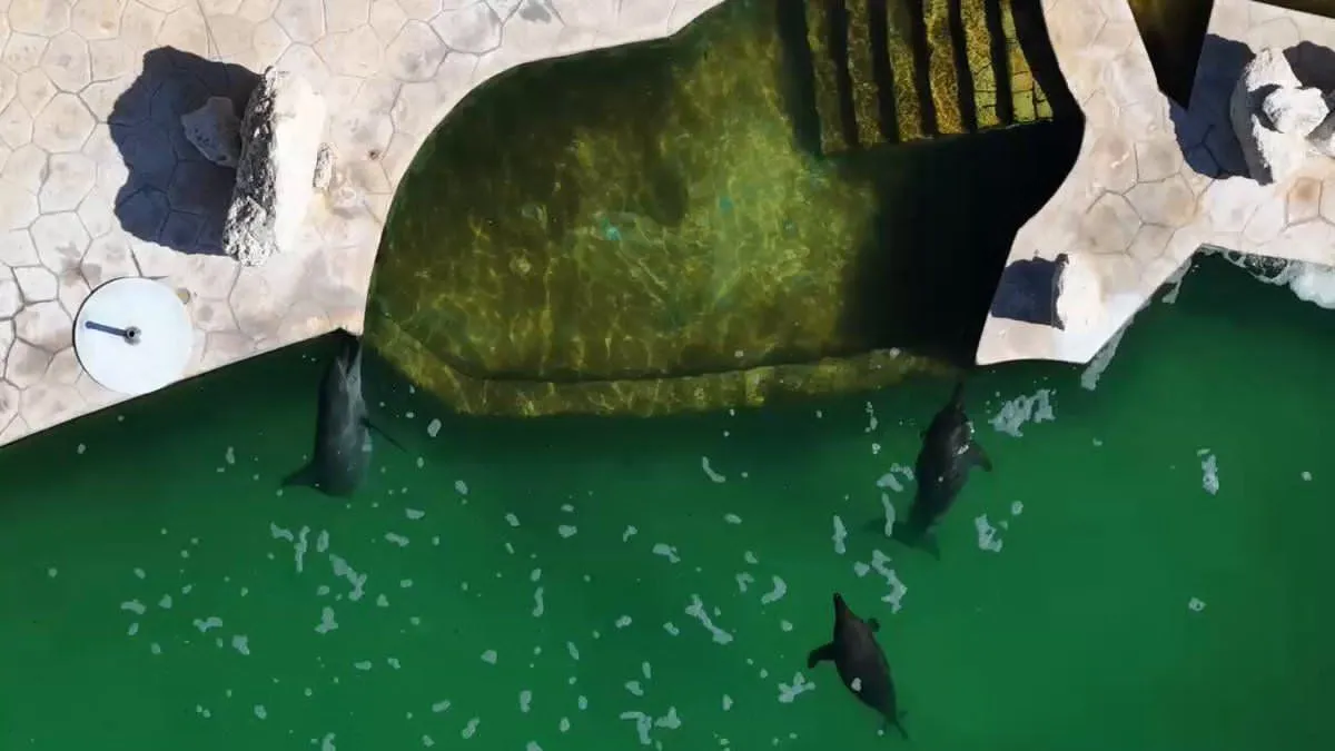 Denuncian abandono de al menos 9 delfines en parque clausurado de Cancún; exhiben condiciones deterioradas y falta de claridad sobre su futuro