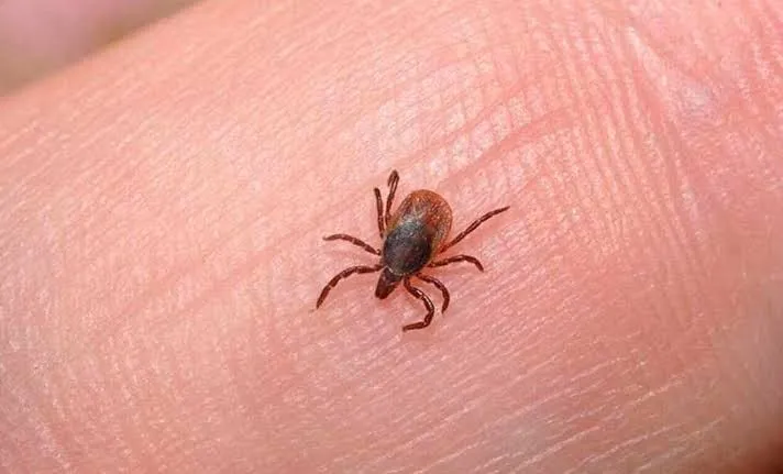 Reforzarán medidas preventivas contra la fiebre manchada en Torreón