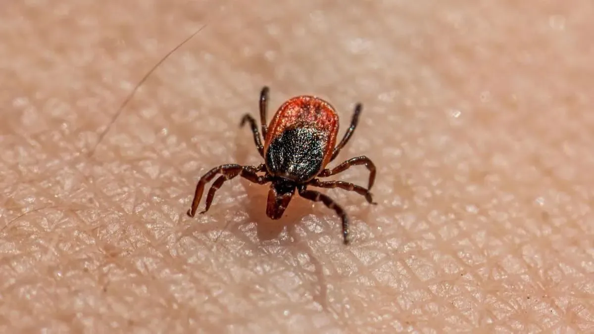 Autoridades alertan por rickettsia y refuerzan medidas preventivas en Saltillo