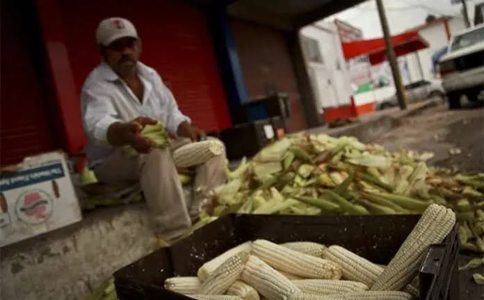Campesinos de Sinaloa piden frenar importaciones de maíz blanco