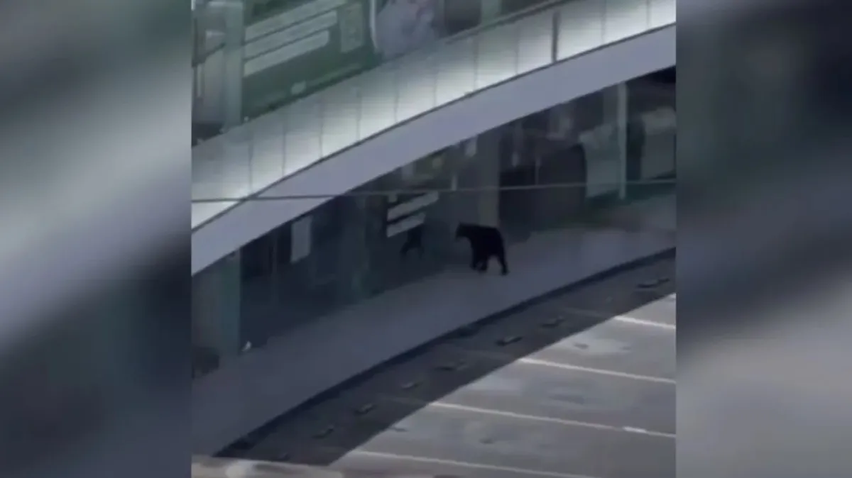 Oso joven irrumpe en plaza comercial del Centrito Valle