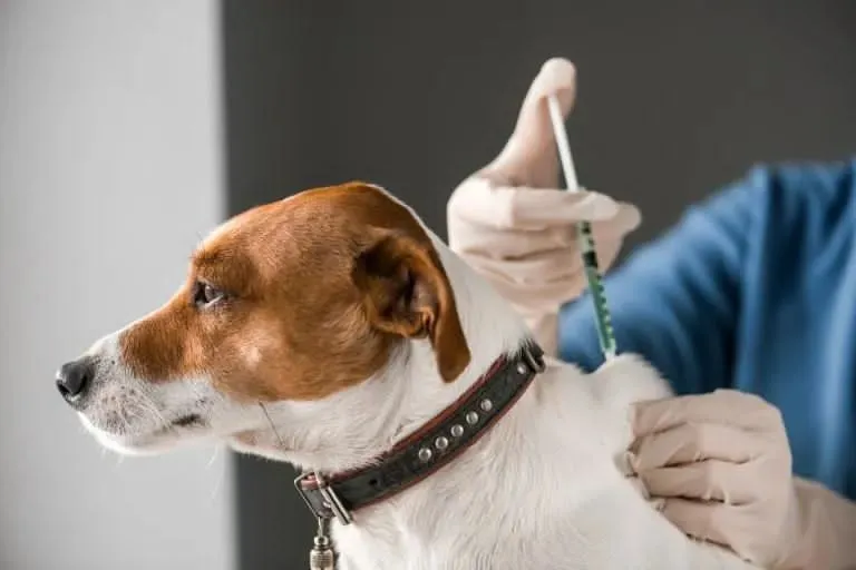 Mantienen en Torreón campaña gratuita de vacunación antirrábica para mascotas