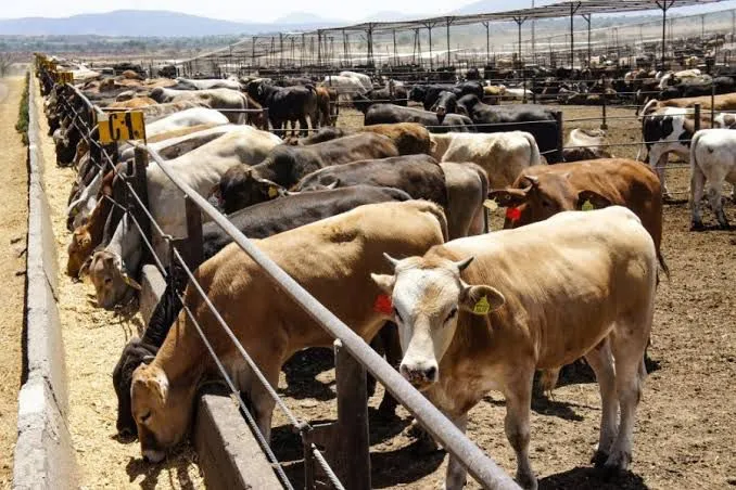 Estados Unidos cierra comercio de ganado con México por brote de gusano barrenador