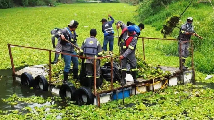 Intensifican retiro de lirio acuático en la presa La Boca; buscan eliminar 300 toneladas