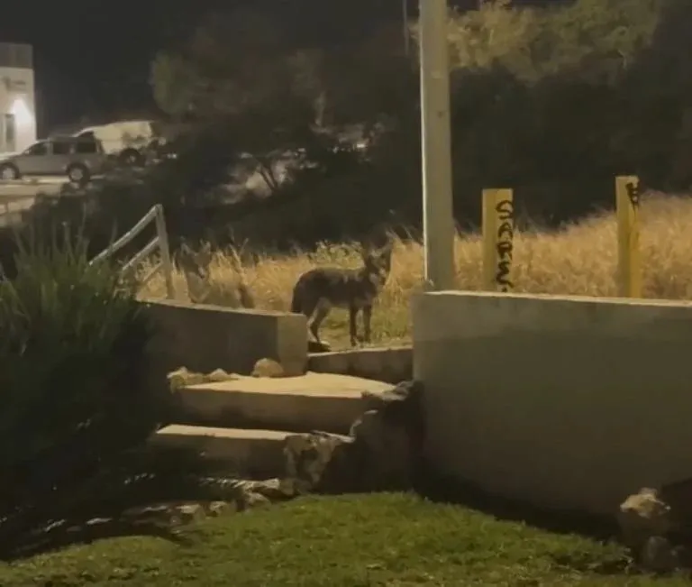 Coyotes merodean El Obispo y generan preocupación entre familias de San Pedro