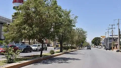 Trasplantan árboles del bulevar Independencia en Torreón y reforzarán reforestación con riego eficiente