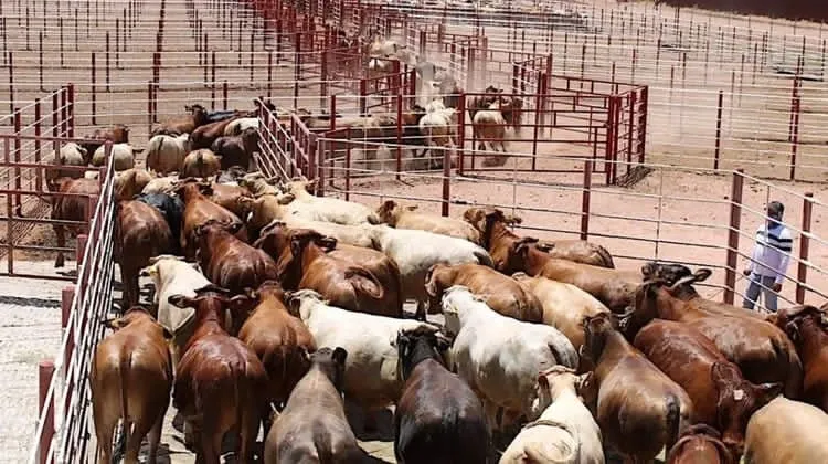 Reabre Sonora exportación de ganado a Estados Unidos tras 14 meses de cierre