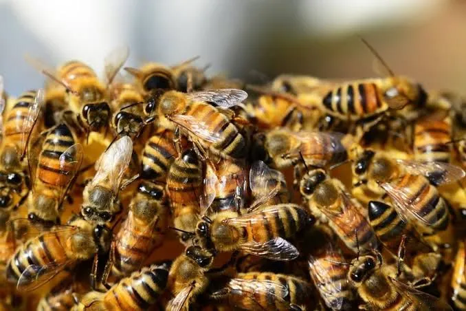 Ataque masivo de abejas en Francia deja 24 heridos, tres graves