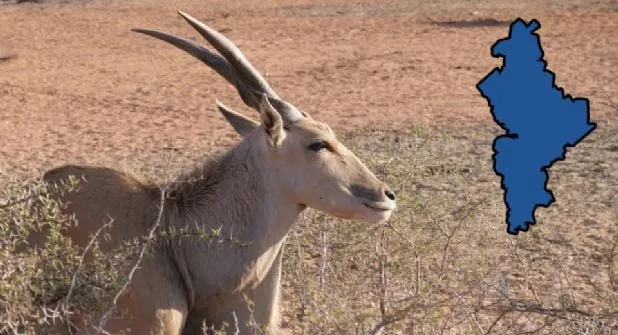 Captan antílopes africanos y fauna poco común en zona serrana de Nuevo León