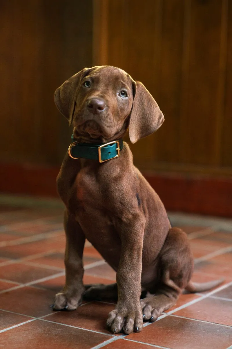 Netflix presenta el primer vistazo de ‘Scooby-Doo: Origins’ y sorprende al mostrar a Scooby como un cachorro real