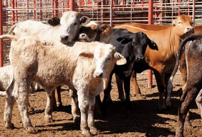 Productores de Coahuila colocarán ganado en México tras veto de Estados Unidos
