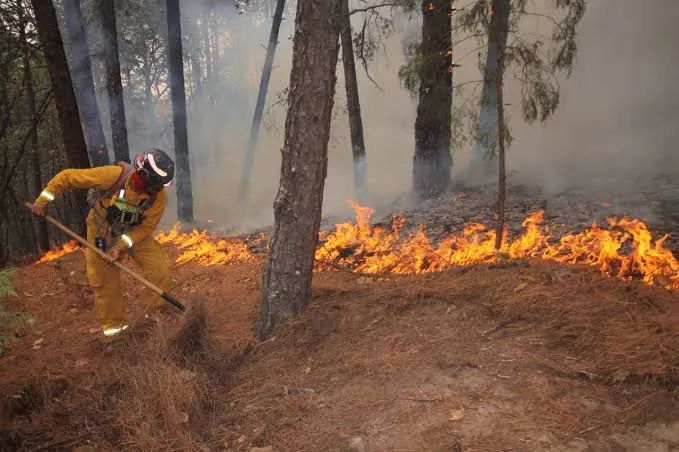 Incendio forestal en Aramberri, Nuevo León, lleva una semana activo; 750 hectáreas afectadas