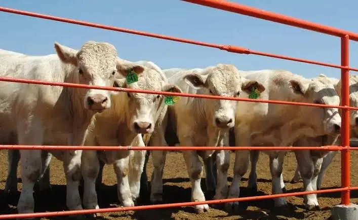 Reanudan acuerdos México-EU para exportación de ganado tras revisión sanitaria