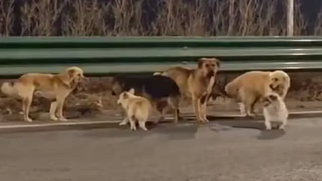 Un corgi lideró la fuga: 7 perros escaparon y caminaron 17 km