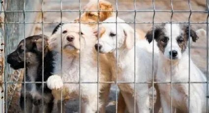 Refuerza NL castigos por maltrato animal: prisión de hasta 9 años para reincidentes