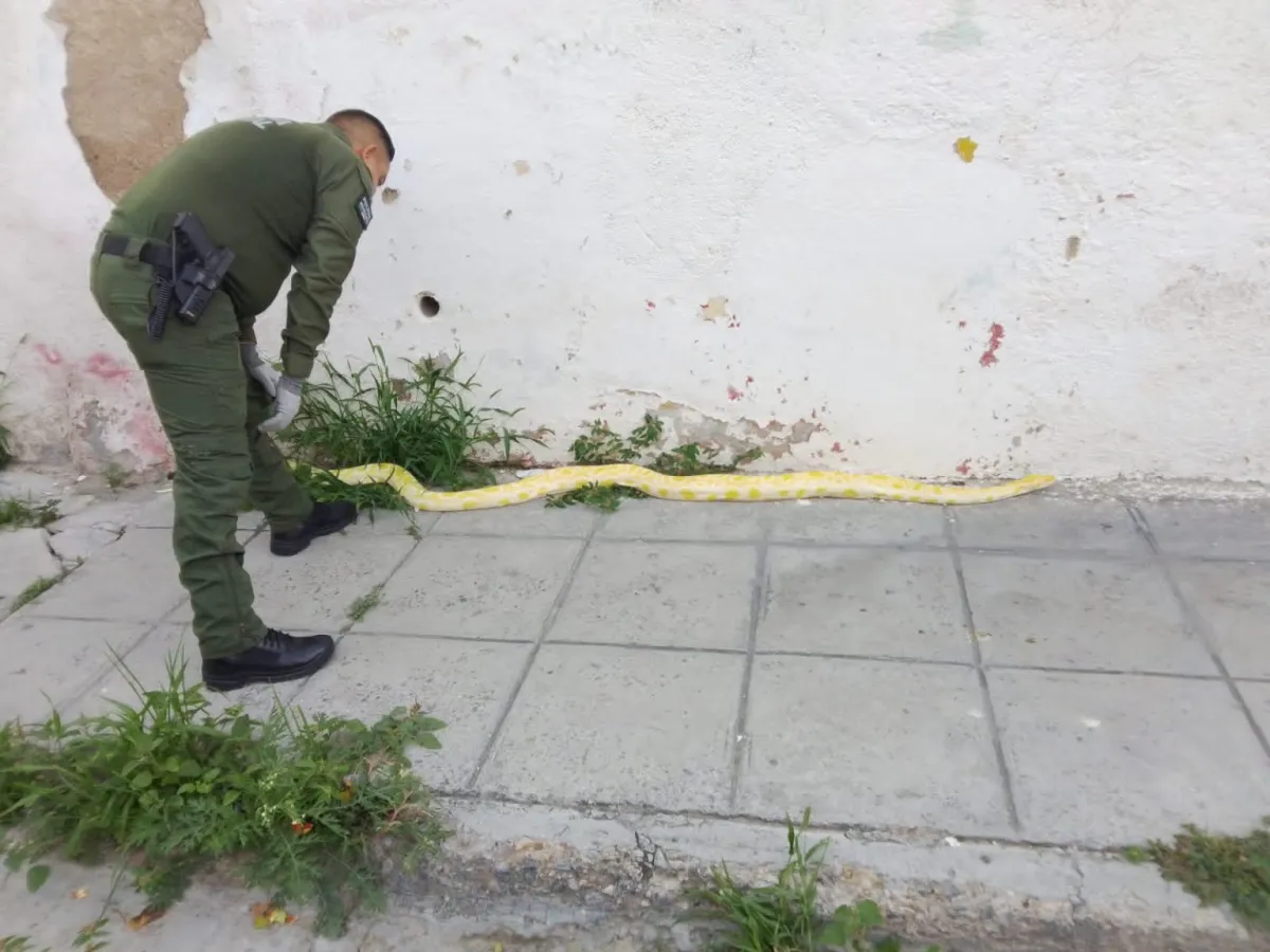Capturan pitón albina en calles del Centro de Saltillo; fue entregada a Profepa