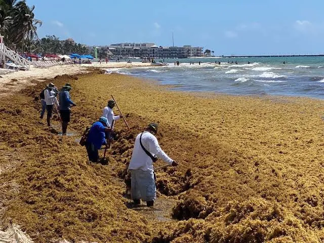 Piden innovar en soluciones ecológicas para frenar el avance del sargazo