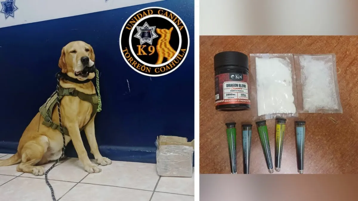 Perro policía detecta drogas en paquetería de Torreón