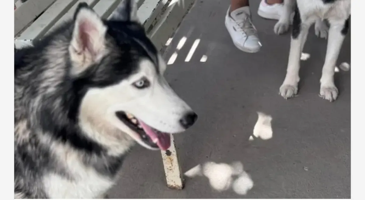 Promueven bienestar animal con jornada gratuita de vacunación y atención para mascotas en Torreón