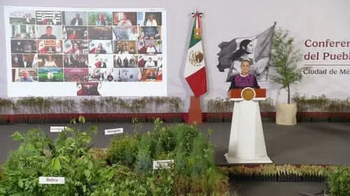 Gobierno de México impulsa jornada nacional para plantar 6.6 millones de árboles