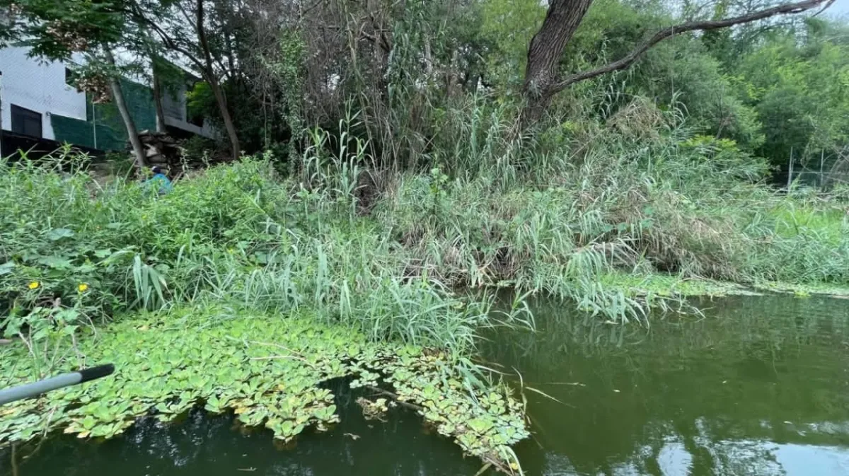 Alerta por plaga de lechuguilla en la presa La Boca pese a labores de retiro