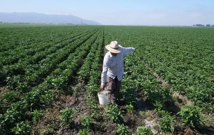 Muere migrante michoacano durante redada en plantación de cannabis en California