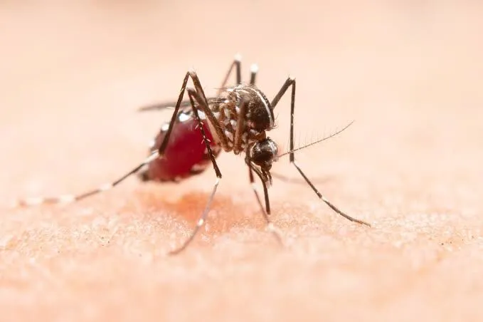 Adelantan acciones contra el dengue en Coahuila