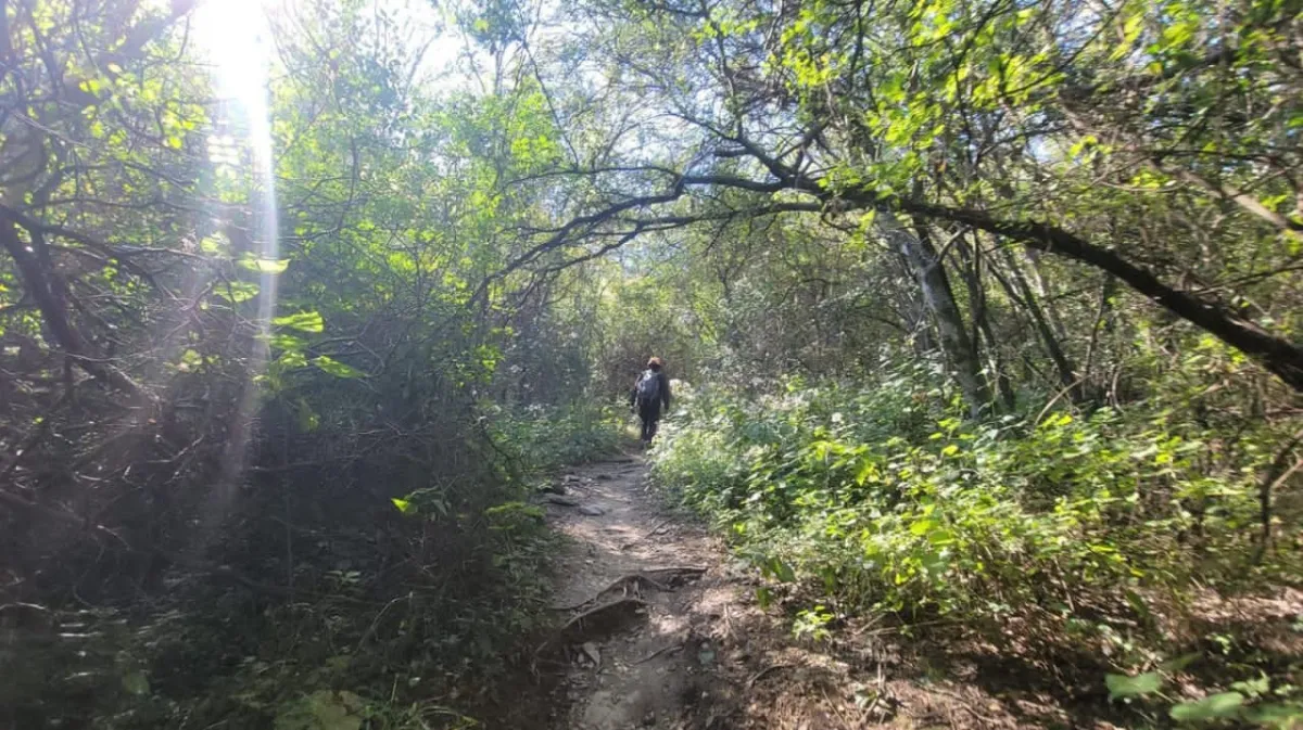 Un Oso obliga a operativo de rescate en el Cerro del Chupón