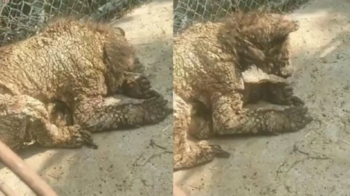 Osa enferma en zoológico "La pastora" reabre debate sobre bienestar animal en cautiverio