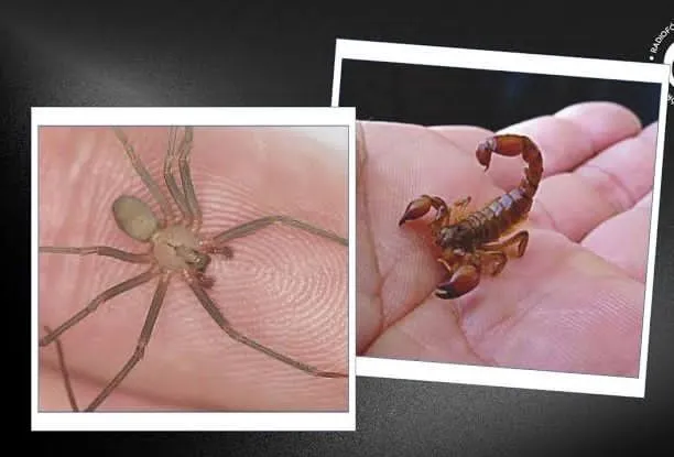 Aumentan ataques de arañas y alacranes en Coahuila