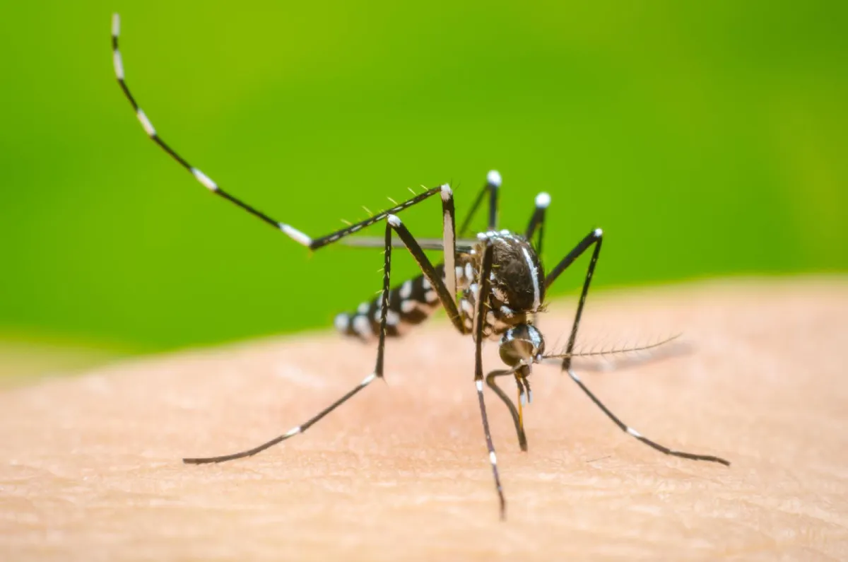 Coahuila refuerza combate al dengue antes de temporada de lluvias