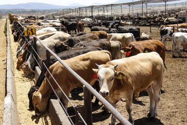 Agricultura propone extender emergencia por plaga ganadera a todo el país