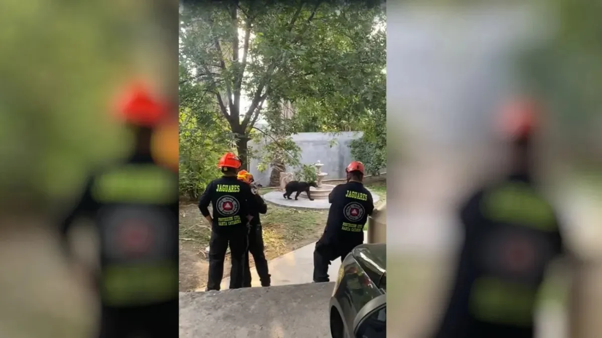 Oso negro es avistado en colonia Monte Negro de Santa Catarina