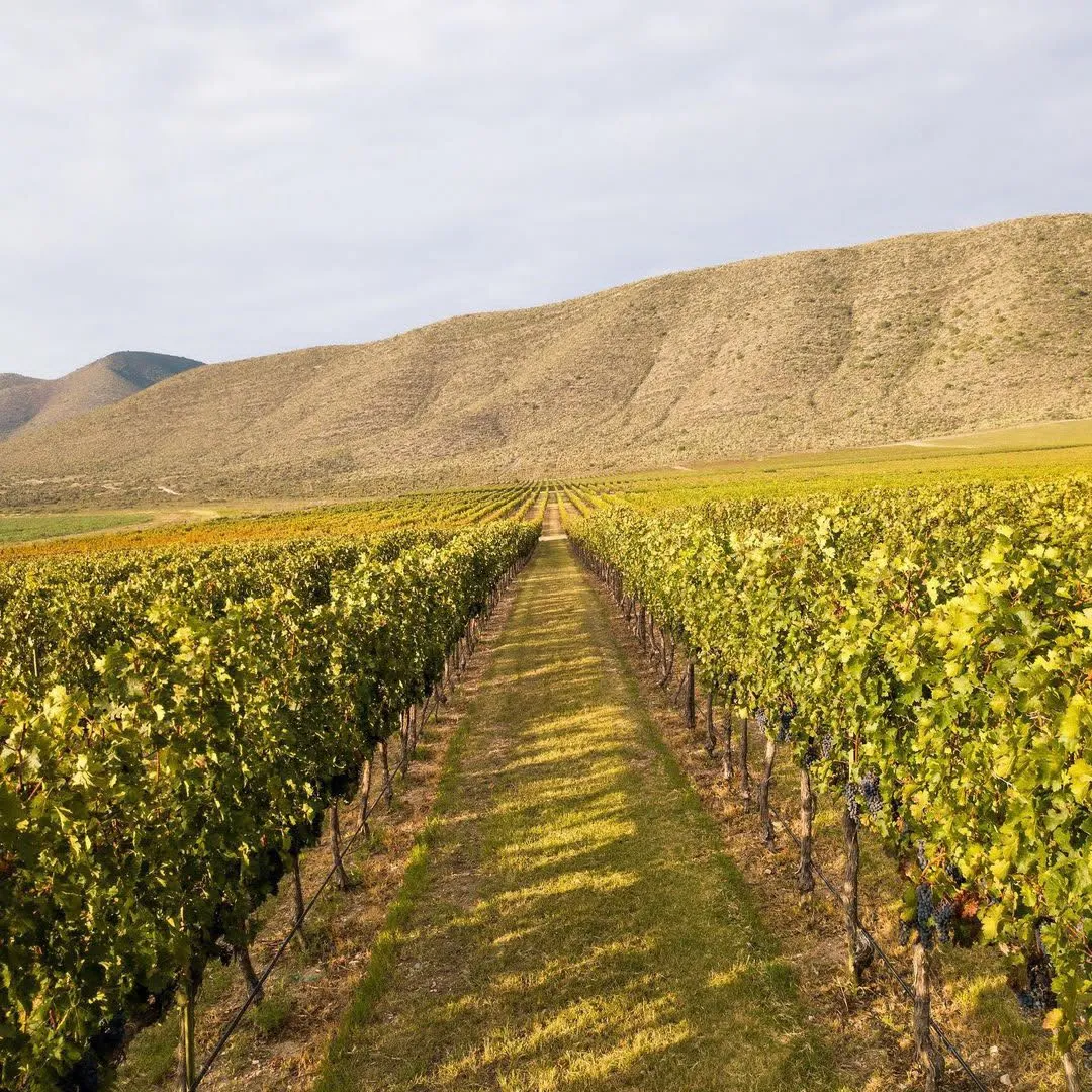 Sister Wineries unirá a viñedos de Coahuila y Texas para impulsar turismo y desarrollo vitivinícola