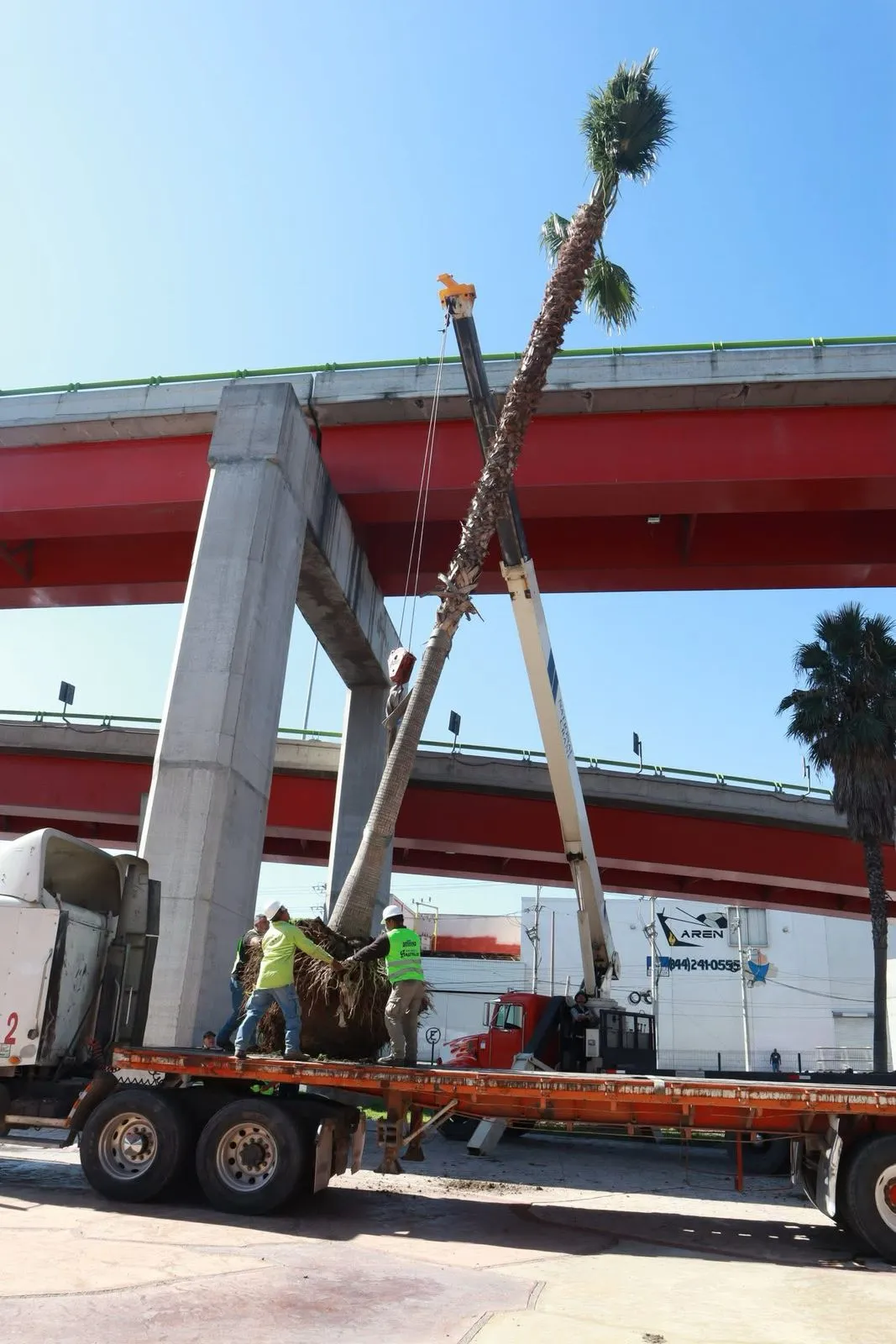 Reubican palmas de “El Sarape” al norte de Saltillo para mejorar su desarrollo