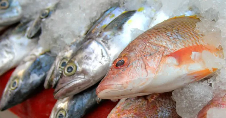 38% del pescado en México es “falso” y puede costar hasta 3 veces más