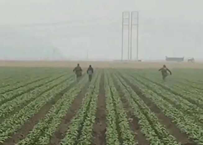 Redadas del ICE alcanzan campos agrícolas en California y desatan polémica