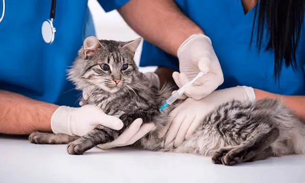 Torreón refuerza el cuidado animal con vacunas y consultas gratuitas