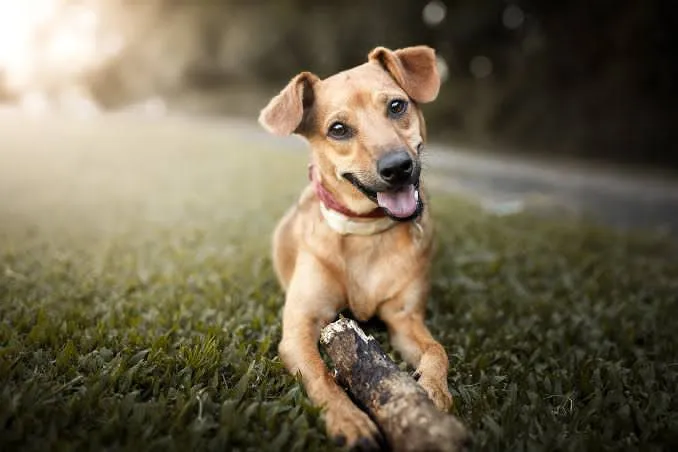 Ramos Arizpe refuerza el bienestar animal con jornadas veterinarias gratuitas