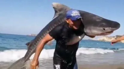Hombre captura a un tiburón tigre con sus propias manos en Michoacán