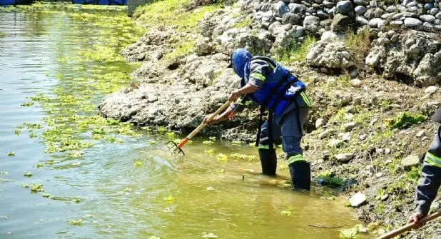 Lechuguilla acuática invade presa La Boca y amenaza el equilibrio ambiental