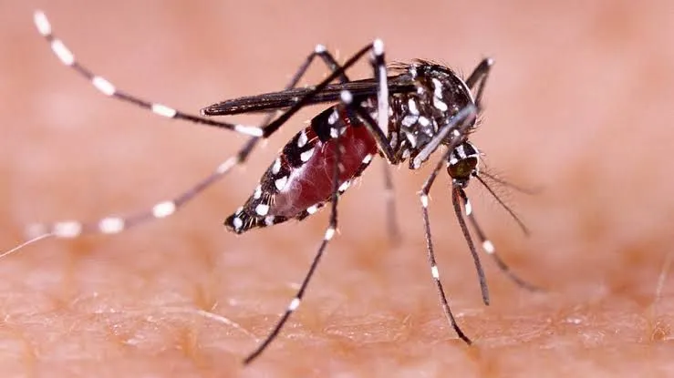 Disminuyen drásticamente casos de dengue en Coahuila; registran caída del 94% en 2025
