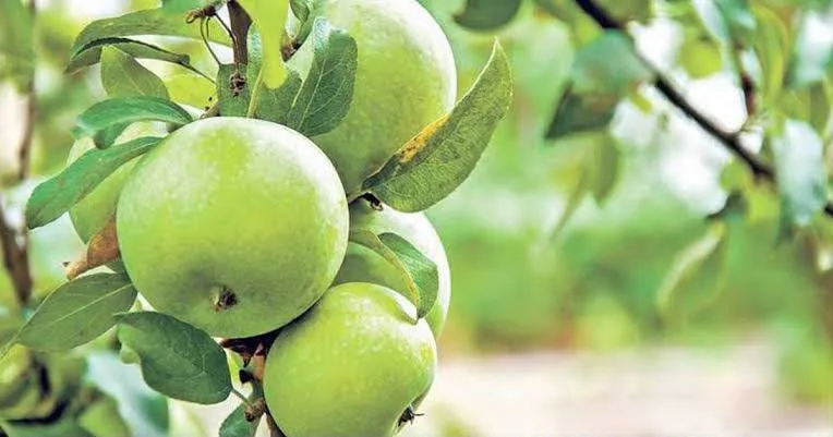 Productores de manzana de Arteaga esperan mejor cosecha en 2026