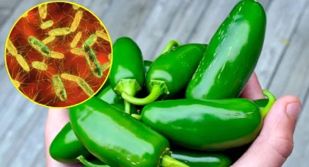Investigan en Nuevo León empacadora de jalapeños por brote de salmonela en EU