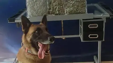 Decomisan 600 gramos de marihuana en paquetería del Centro de Torreón