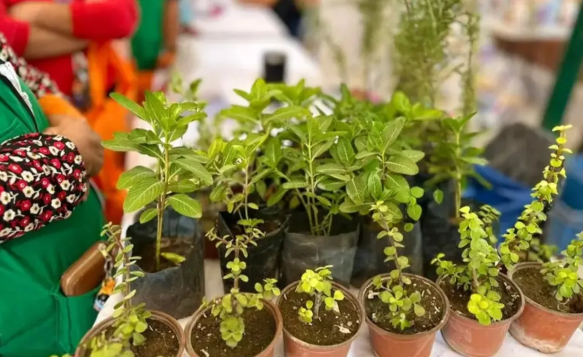 Torreón fortalece sus áreas verdes con más de 18 mil árboles y plantas durante 2025