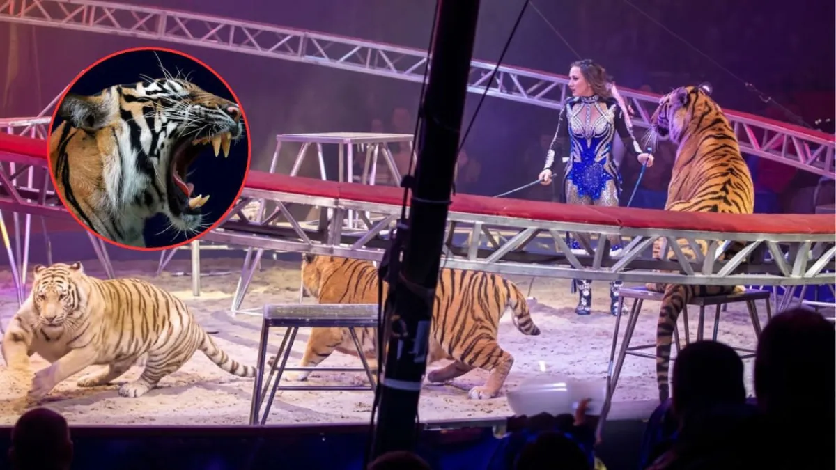 Tigre se lanza hacia el público en circo de Rusia tras falla en sistema de seguridad; investigan lo ocurrido