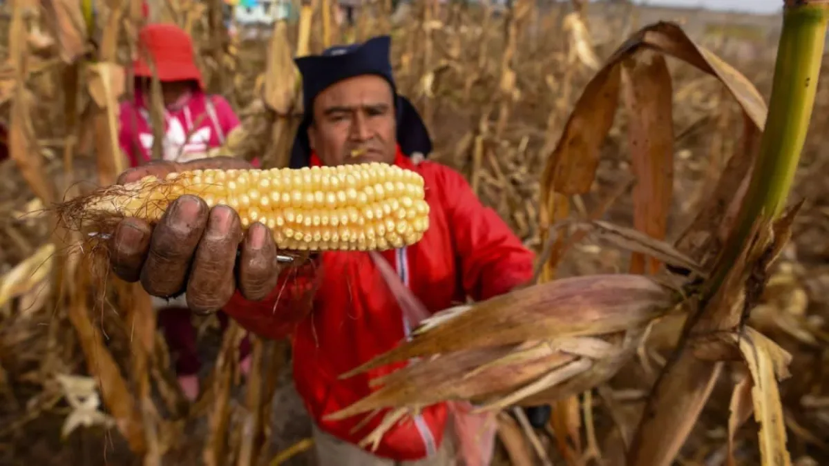 EU destina 40 mdd al mejoramiento de maíz y trigo en México