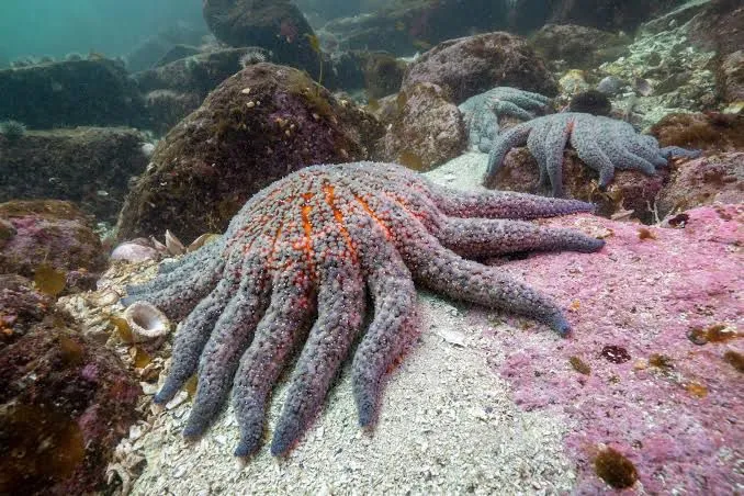 Resuelven causa de la muerte masiva de estrellas de mar en el Pacífico
