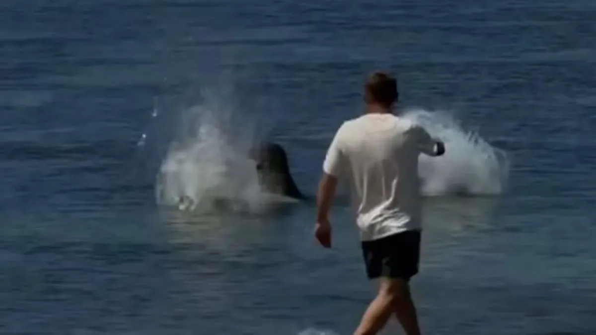 Turista lanza roca “del tamaño de un coco” contra una foca en peligro de extinción en Hawái; enfrenta hasta 70 mil dólares en multas